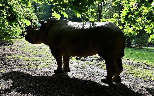 Smutna informacja z poznańskiego zoo. Nie żyje nosorożec Diuna. “Byłaś wyjątkowa”