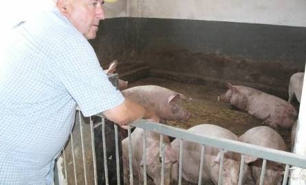 Gawronowie hodują też 50 świń, które potrzebują zjeść paszy zbożowej i zielonego, a z tym jest krucho w tym roku.