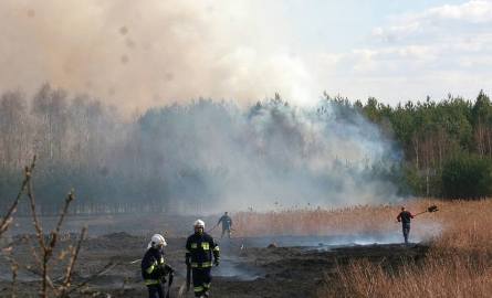 Pożar lasu w Zabrniu Górnym i Sokolnikach (zdjęcia)