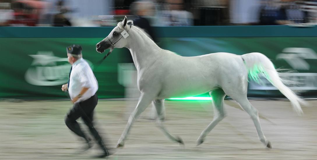 Doroczna aukcja koni arabskich Pride of Poland w Janowie Podlaskim była pierwszą od czasu przejęcia przez PiS rządów i lutowej wymiany szefostwa polskich