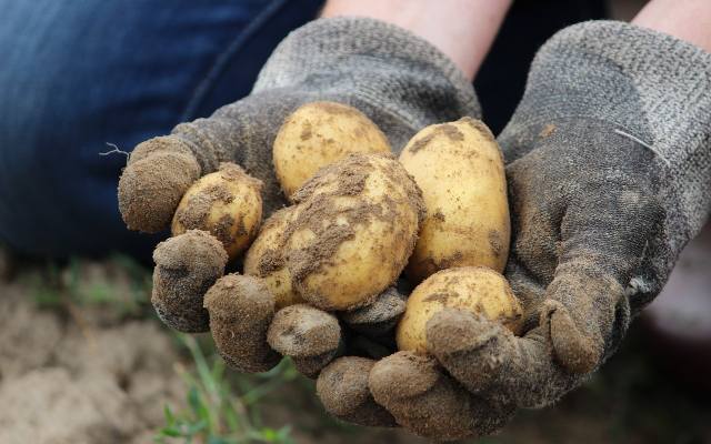 Tym osobom mogą zaszkodzić młode ziemniaki. Przy tych chorobach lepiej ich nie jeść