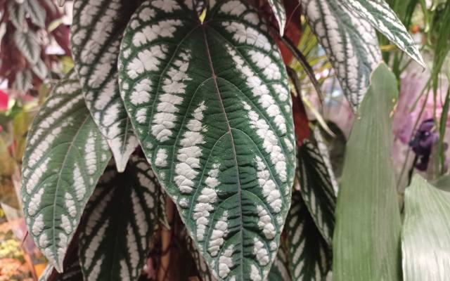 Cissus discolor, czyli różnobarwny to domowe pnącze o pięknych liściach. Sprawdź, jak uprawiać i pielęgnować tę roślinę
