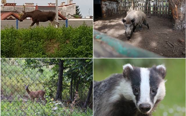 Oto dzikie zwierzęta, które coraz częściej widywane są w Tarnowie [GALERIA]