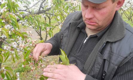 - Te maleńkie owoce powinny być zielone, są czarne -pokazuje wiśnie Grzegorz Kurczewski
