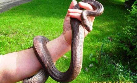 Wąż w węźle ciepłowniczym (zdjęcia)