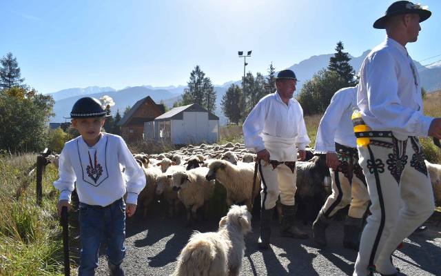 Owce i oscypki - to podstawa rolnictwa i hodowli na Podtatrzu