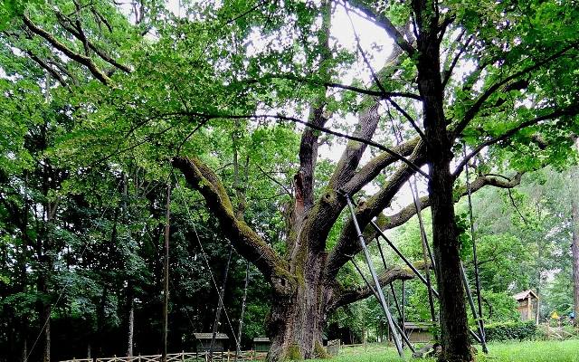 Dąb Bartek: ile ma lat, gdzie rośnie, czy to najstarsze drzewo w Polsce? Poznaj najważniejsze fakty o niezwykłym pomniku przyrody