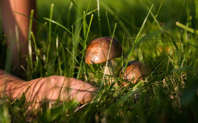 Oto grzyby jadalne i ich trujące sobowtóry. Zobacz mini atlas grzybów online 2023 