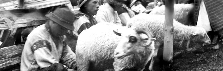 Dojenie owiec przez Hucułów na połoninie. Pierwiastek etniczny Wołochów w czasie wędrówki mieszał się z rusińskim i polskim