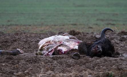 Zabili żubra, aby mieć cenne mięso. Zwierzę jest pod ścisłą ochroną! (drastyczne zdjęcie)