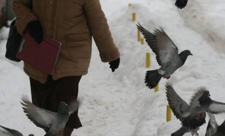 Zakaz wprowadzono na wniosek mieszkańców, którym przeszkadzały ptaki gromadzące się na chodnikach.