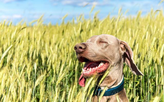 Kłos w uchu psa – zagrożenie, które może kosztować zdrowie twojego pupila! Dowiedz się, jak rozpoznać objawy i szybko zareagować