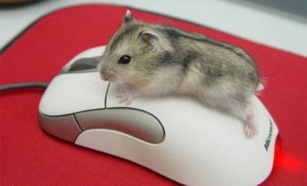 Zdjęcie chomika na myszce – długi myślik był - teraz krótki "a teraz cudzysłów”. "ciapki podwojne" 'ciapki pojedyncze' !@