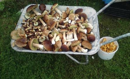Pan Tomasz znalazł tyle grzybów, że potrzebował taczki! (zdjęcia)