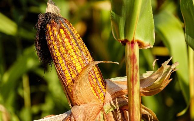 Świeże kolby kukurydzy cukrowej prosto z pola lub ogrodu? Zobacz, kiedy najlepiej je wysiać. Zbiory otrzymasz jeszcze w wakacje!