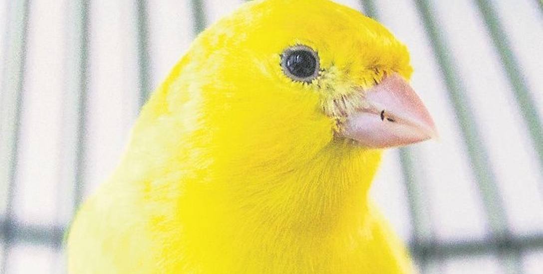 Miłośnicy tych ptaków rozmnażali je, tworząc nowe odmiany kolorystyczne