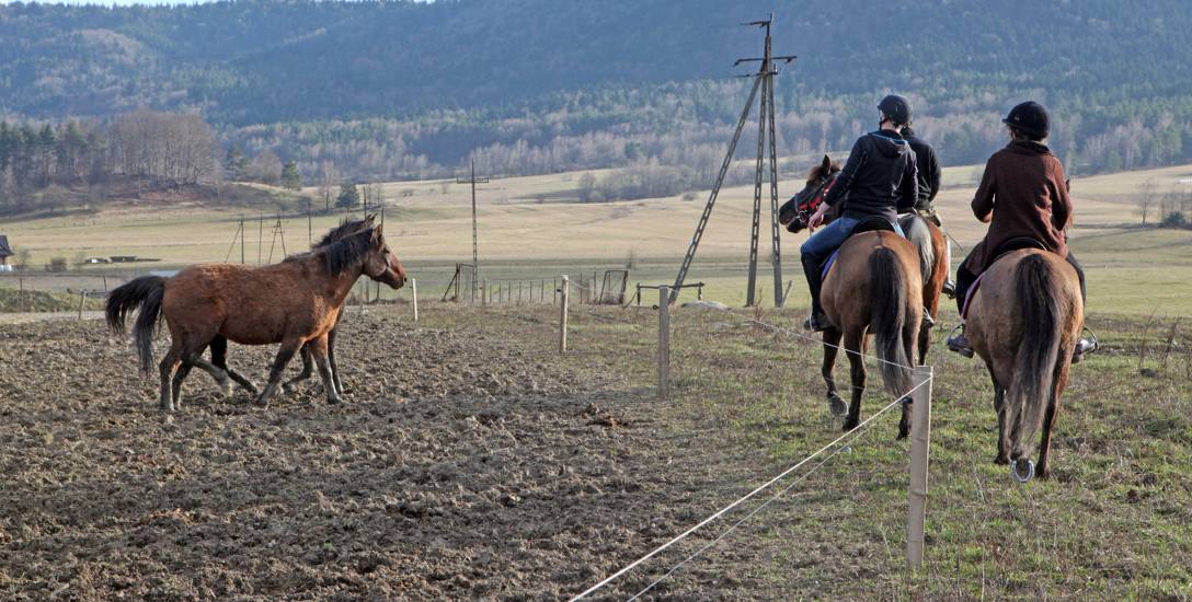 Organizacja tegorocznej aukcji koni w Janowie jest zagrożona [wideo]