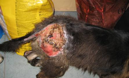 Rany powstałe na ciele zwierzęcia w wyniku poparzenia wyglądają przerażająco. Pies wymaga leczenia.