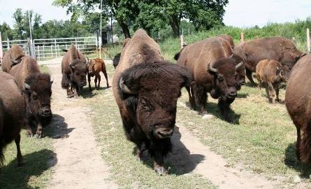 Stado bizonów możemy obejrzeć podróżując specjalnym wozem safari, który wjeżdża na łąki pomiędzy bizony.