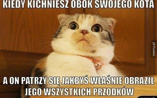 Dzień Kota świętujemy codziennie! Oto demotywatory, obrazki i memy o kotach i życiu z kotami