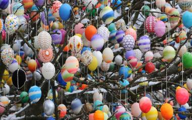 Ozdabianie drzew kolorowymi jajkami to tradycja niemiecka.