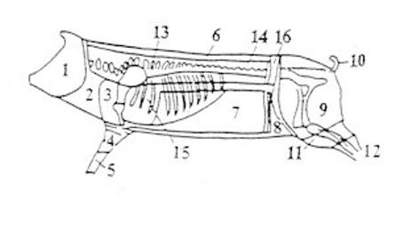 Częśći zasadnicze półtuszy wieprzowej od strony wewnetrznej:  1 – główa  2 – podgardle  3 – łopatka  4 – golonka przednia  5 – noga przednia  6 – słonina