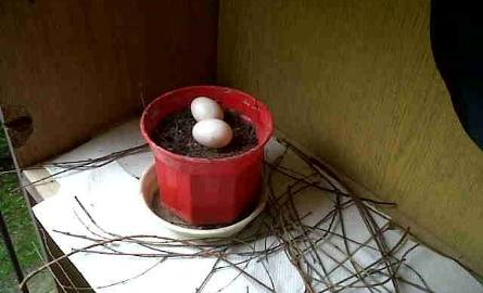 Gołębie jaja w doniczce na balkonie