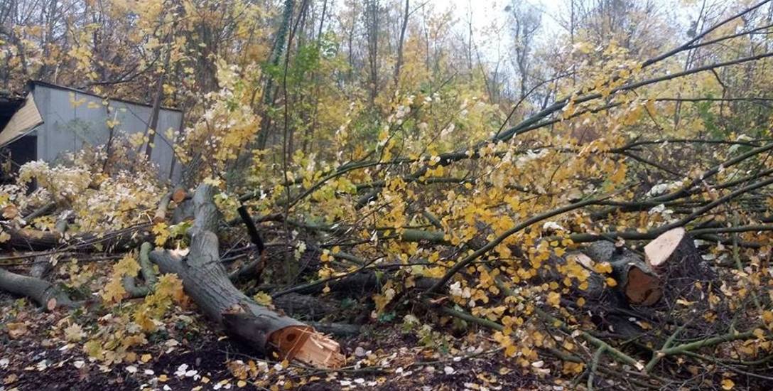 W parku przy Grunwaldzkiej rozpoczęła się wycinka drzew i krzewów pod budowę Centralnego Zintegrowanego Szpitala Klinicznego w Poznaniu. Zdaniem ekologów