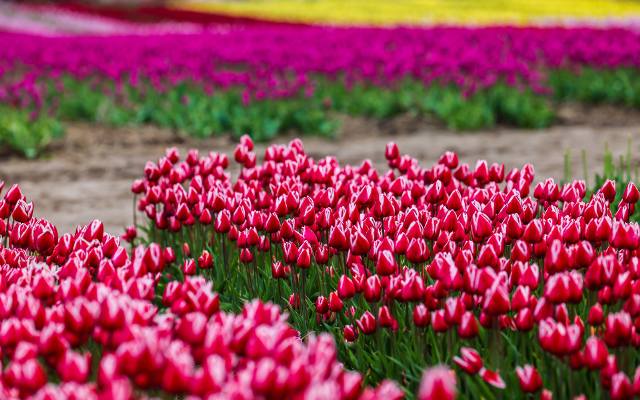 To teraz najpiękniejsze miejsce w Polsce! W Chrzypsku Wielkim w Wielkopolsce, na wielkiej plantacji zakwitły miliony tulipanów!