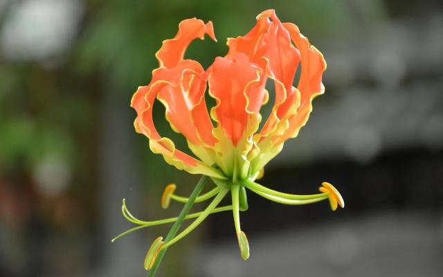 Glorioza ma wyjątkowo oryginalne, duże i kolorowe kwiaty. Kiedyś były bardzo popularne jako kwiat cięty.