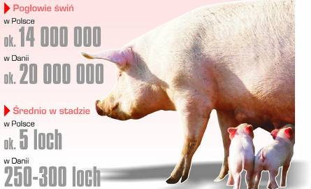 Trzoda chlewna. Kurs euro pomógł producentom wieprzowiny wyjść z finansowego dołka
