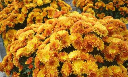 Żółtorude drobnokwiatowe odmiany - jak branset - przez wiele osób są wybierane ze względu na duża bogactwo kwiatów i okazały wygląd .