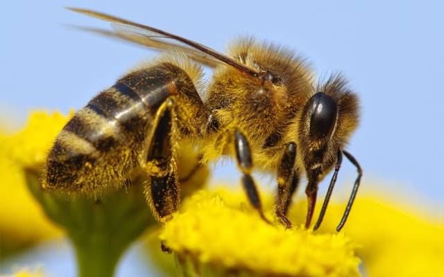 Ustalono, kto jest winny zabicia 152 rodzin pszczół. Pszczelarze z Wielkopolski wygrali proces