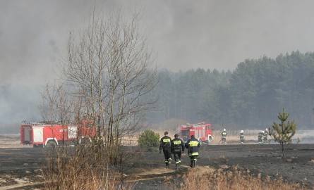 Pożar lasu w Zabrniu Górnym i Sokolnikach (zdjęcia)