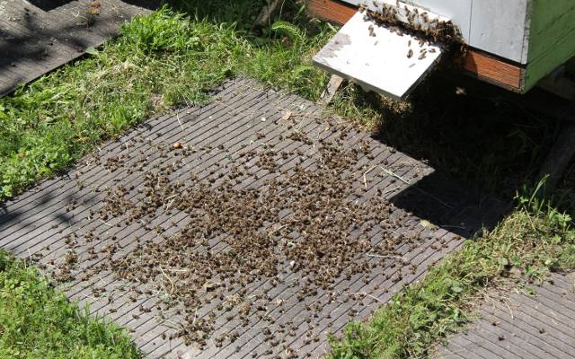 Tysiące martwych pszczół pod Środą Śląską