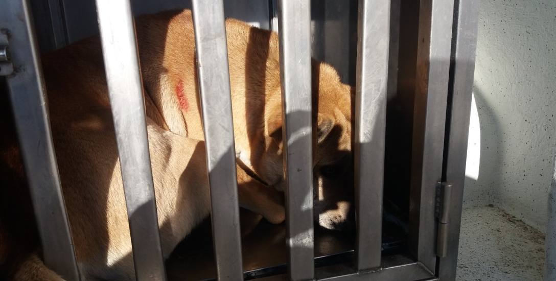 Zambrów. Bezpański pies pogryzł 12-latka w miejskim parku. Dziecko trafiło do szpitala