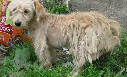 Kołobrzeg: Pilnie potrzebny dom dla psa wyrwanego z fatalnych warunków