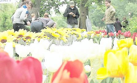 Członkowie stowarzyszenia Magazyn GS wbili w trawnik 610 kwiatów