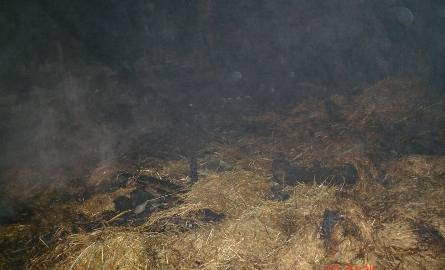 Wielki pożar stodoły. 3 tony słomy poszło z dymem! (zdjęcia)