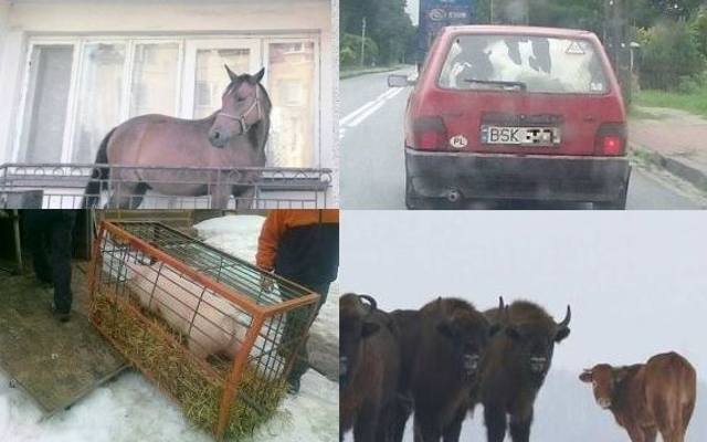 Koń na balkonie i bohaterska świnka. Te zwierzaki z regionu podbiły internet (zdjęcia)