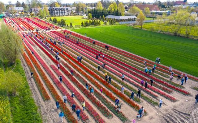 Tulipany w Polsce: kiedy kwitną i gdzie je oglądać? 3 najpiękniejsze pola tulipanów w kraju to wymarzone miejsca na wiosenny weekend