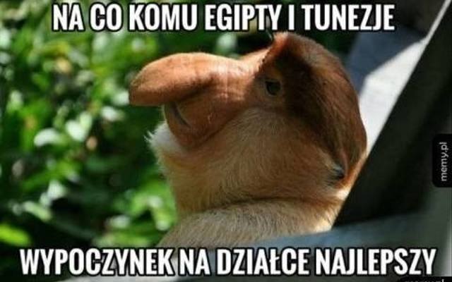 Memy na upał 2026. Lato dopiero się zaczęło, ale tropikalne temperatury już dają się we znaki. Jak tu się nie śmiać upałów