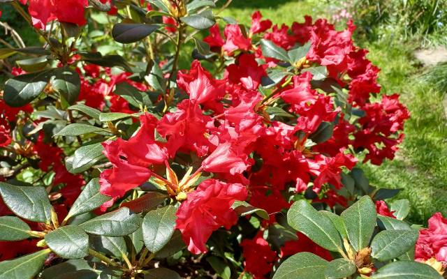 Ten rododendron jest idealny do małego ogrodu. Wcześnie zakwita i zmieści się wszędzie. Polecamy różanecznik rozesłany