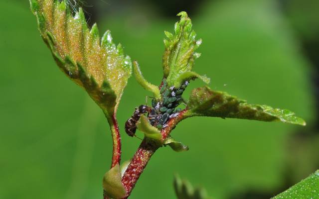 Jak pozbyć się mrówek z doniczki? Jak wykurzyć owady z kwiatów balkonowych i nie zabić roślin? Najlepszy domowy sposób na mrówki