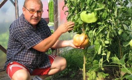 Niesamowite! Pomidor-gigant wyrósł w Wojciechowicach