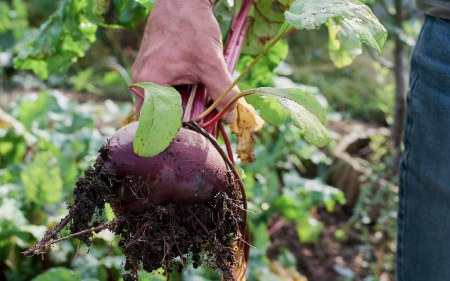 Obok jakich warzyw siać buraki? Poznaj dobre sąsiedztwo dla buraków ćwikłowych w ogródku