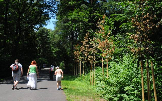 Kraków. Pojawiają się nowe lasy, ale zalesianie miasta potrwa do 2040 roku