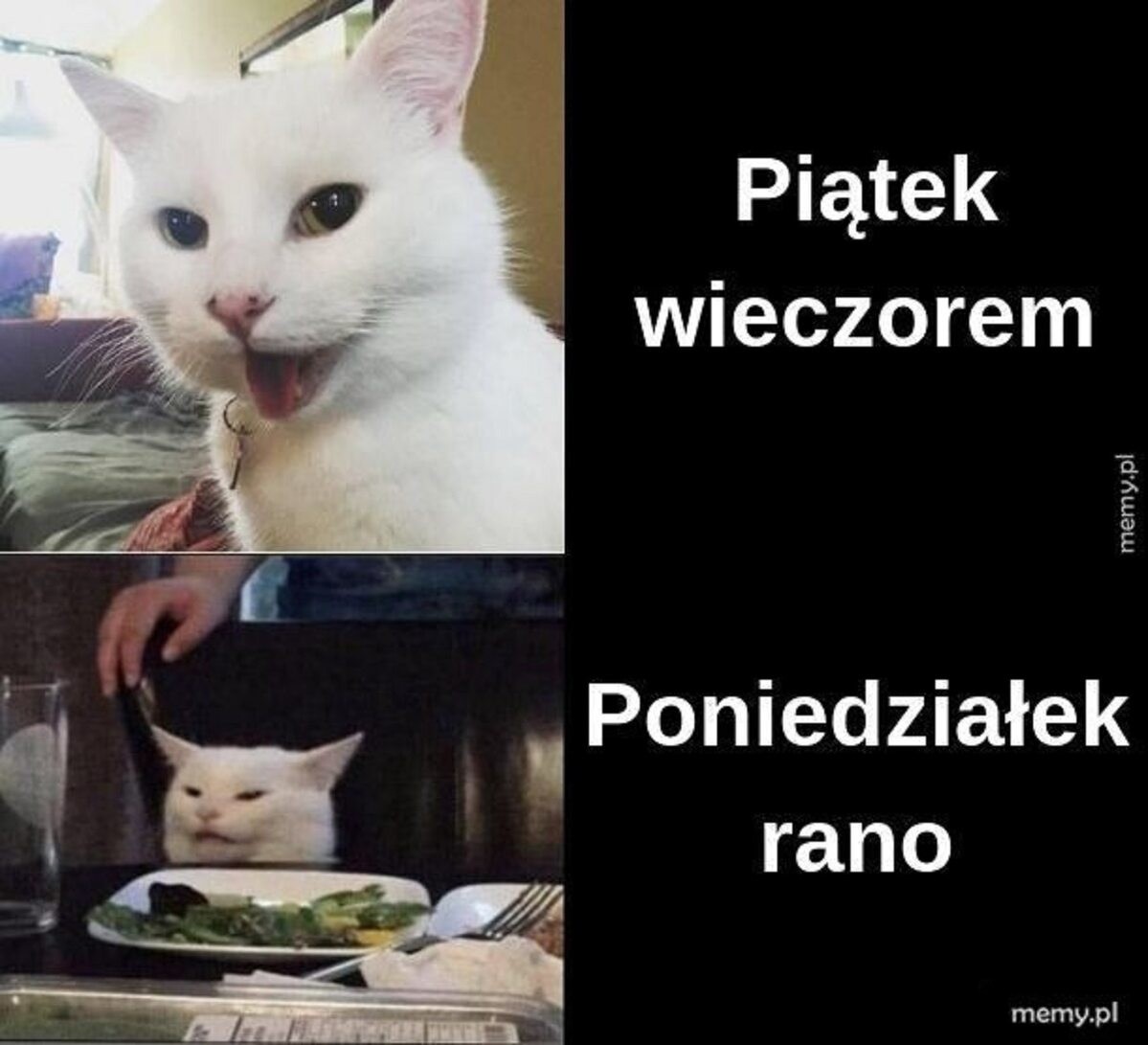 Lubisz Koty Zobacz Najlepsze Memy O Kotach Śmieszne Memy Z Kotami W Roli Głównej 19032021 1332