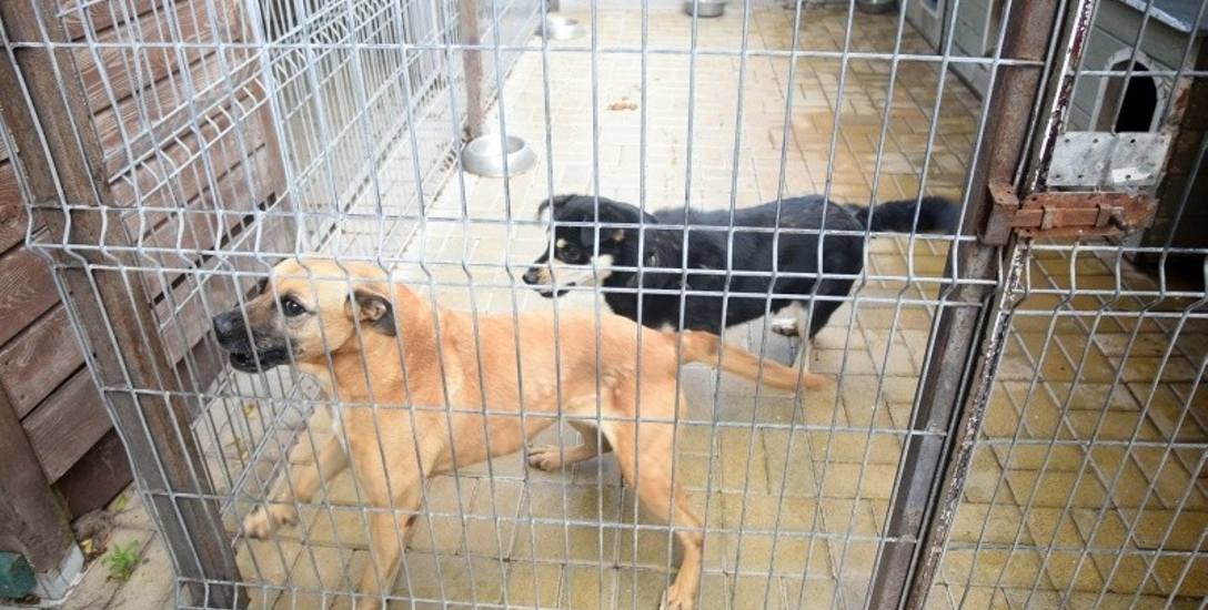 Popularne adopcje psów i kotów z łodzkiego schroniska przy ul. Marmurowej