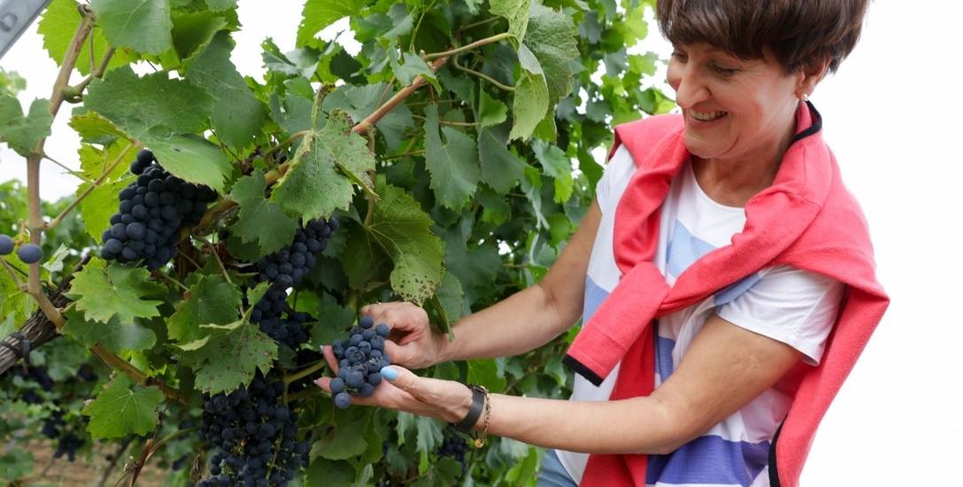 Elżbieta Anna Polak: Winnice to tradycja, ale także nasza przyszłość